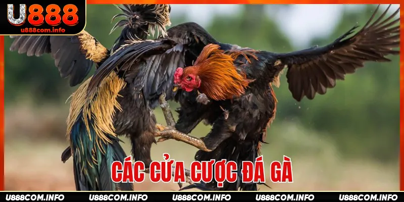 Tổng hợp các lựa chọn đặt cược tại đá gà AOG